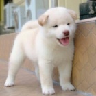 �t��ata shiba inu k adopci.