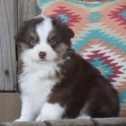 Rozko�n� �t���tka australsk�ho ov��ka k adopci