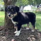 Prod�m �t��ata border kolie