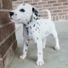 o�kovan� �t��ata dalmatin� k adopci