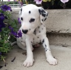 o�kovan� �t��ata dalmatin� k adopci