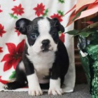 �t��ata Boston teri�ra pro bezplatnou adopci.