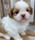 hygienicky a soci�ln� vy�kolen� �t��ata SHIH TZU k adopci