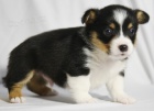 Prod�m kr�sn� �t��ata Pembroke Welsh Corgi.