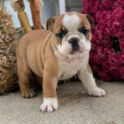 Prod�m kr�sn� a and�lsk� �t��ata anglick�ho buldo�ka