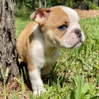 Kr�sn� a and�lsk� �t���tka anglick�ho buldo�ka k adopci