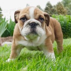 Kr�sn� a and�lsk� �t���tka anglick�ho buldo�ka k adopci