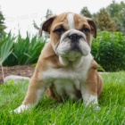 Kr�sn� a and�lsk� �t���tka anglick�ho buldo�ka k adopci