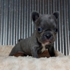 ZDRAV� a O�KOVAN� �t��ata mini francouzsk�ho buldo�ka k adopci