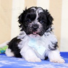 Prod�m roztomil� a zdrav� �t��ata havanese.