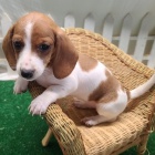 Prod�m zdrav� �t��ata jezev��k�