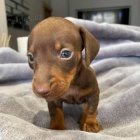 zdrav�, o�kovan� a od�erven� �t��ata jezev��k� k adopci