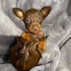 zdrav�, o�kovan� a od�erven� �t��ata jezev��k� k adopci