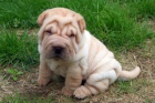 �t��ata Shar-Pei k adopci. 