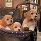 Kokr�pan�l� �t��ata p�ipravena.