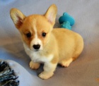 K dispozici �t���tka Corgi p�ipravena nyn�.