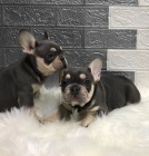 Francouzsk� buldo�ek