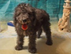 �t��ata Bedlington Terrier k dispozici