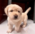 �t��ata Labradorsk� retr�vr k dispozici