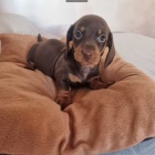 �t��ata Jezev��k  k dispozici