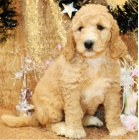 �t��ata Goldendoodle k dispozici
