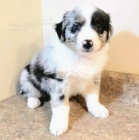 �t��ata australsk�ho ov��k k dispozici