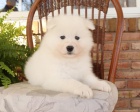 �t��ata Samojed k dispozici