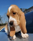 Roztomil� �t��ata Basset Hound.