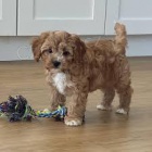 Ohromuj�c� �t��ata Maltipoo p�ipravena.