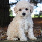 �t��ata trpasli��ho psa a feny pudla