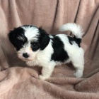 zdrav� �t��ata havanese na prodej.