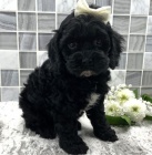 kokr�pan�l / pudl mix �t��ata= Cockapoo