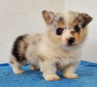 Welsh Pembroke corgi tri barevn� t. Byli vychov�ni v na�em dom� spolu se svou matkou a t�tou. s certifik�tem 5 generace, od�erven� o�kov�n�