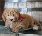 Goldendoodle  =�t��ata mix zlat� retr�vr / pudl, 
