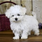 Kr�sn� maltsk� �t���tka p�ipraven� k adopci.