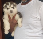 vysok� rodokmen, v�born� kvalita, sibi�sk� husky