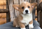 �t��ata Pembroke Welsh Corgi