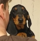 Jezev��k standard hladkosrst�