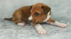 Basenji �t�n� hled� nov� domov@2**
