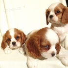 Kaval�r King Charles �pan�l