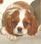 Kaval�r King Charles �pan�l