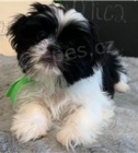 Shih Tzu �t��ata p�ipravena.