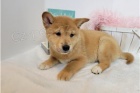 Inteligentn� �t��ata Shiba Inu.