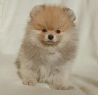 Pomo�ansk� �pic �t�n�