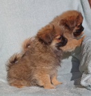 Peek-A-pom �t��ata