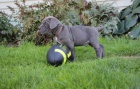 Italsk� �t���tka Cane Corso.