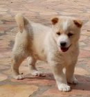 k dispozici �t��ata canaansk�ch ps�