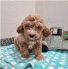 Angelic Cavapoo �t��ata.