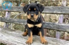 �t��ata rottweiler�.