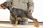 DOBERMAN �t��ata na prodej